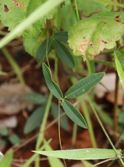 Centrosema angustifolium