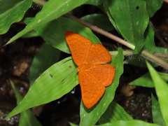Emesis fatimella nobilata