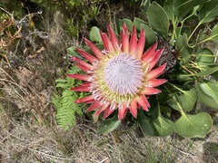 Protea cynaroides