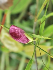 Centrosema angustifolium