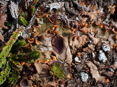 Solorina crocea