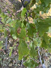 Quercus marilandica