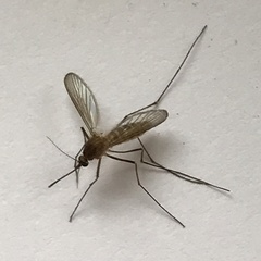 Culex pipiens