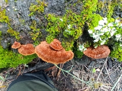 Fuscoporia