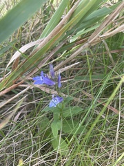 Gentiana puberulenta