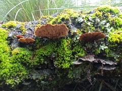 Fuscoporia
