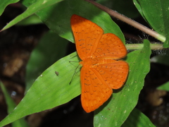 Emesis fatimella nobilata