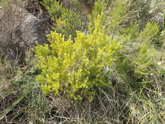 Phylica wittebergensis