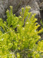 Phylica wittebergensis