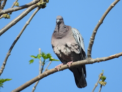 Patagioenas picazuro