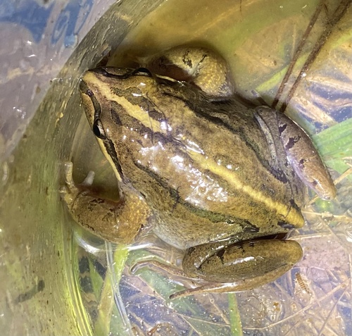 Striped Marsh Frog, photo 9 of 9