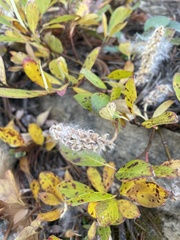 Salix arctica