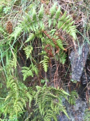 Gymnocarpium dryopteris