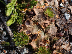 Solorina crocea