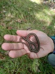 Thamnophis saurita septentrionalis