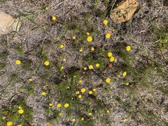 Cotula pruinosa
