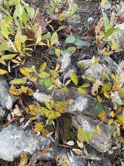 Salix arctica