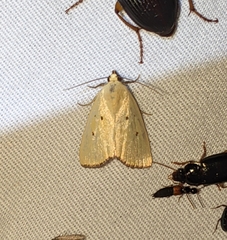 Marimatha nigrofimbria