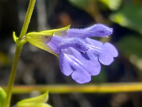 Lost Sage of Constanza (Salvia praeterita)
