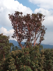 Arbutus xalapensis
