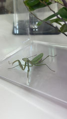Mantidae