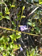 Salvia praeterita