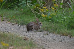 Sylvilagus floridanus