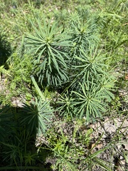 Euphorbia cyparissias