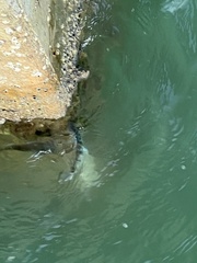 Archosargus probatocephalus