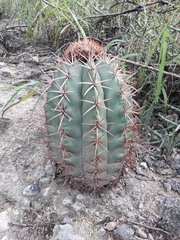 Melocactus lemairei