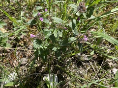 Clinopodium vulgare