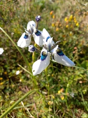 Moraea aristata