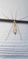 Tipula abdominalis