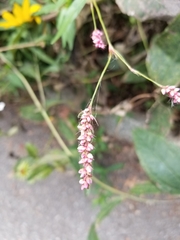 Persicaria longiseta
