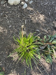 Taraxacum officinale