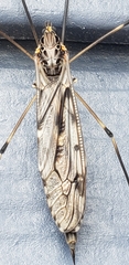Tipula abdominalis