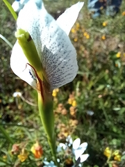 Moraea aristata
