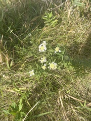 Pycnanthemum verticillatum