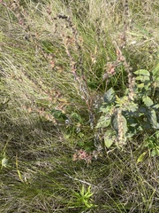 Crocanthemum bicknellii