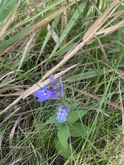 Gentiana puberulenta