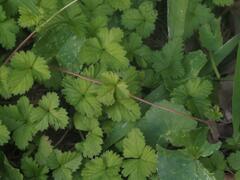 Potentilla hebiichigo