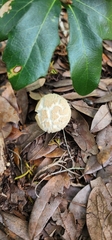 Boletellus ananas image
