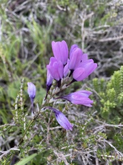 Ixia micrandra