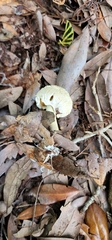 Boletellus ananas image