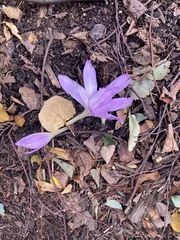 Colchicum autumnale