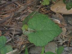 Ampelopsis glandulosa hancei