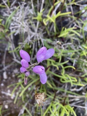 Ixia micrandra