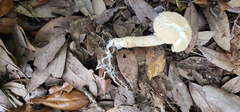 Boletellus ananas image