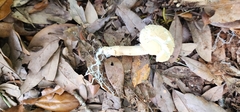 Boletellus ananas image
