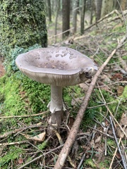 Amanita porphyria